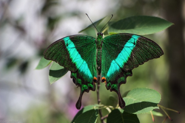 Emerald SwallowTail Butterfly
Chicago Botanical Garden